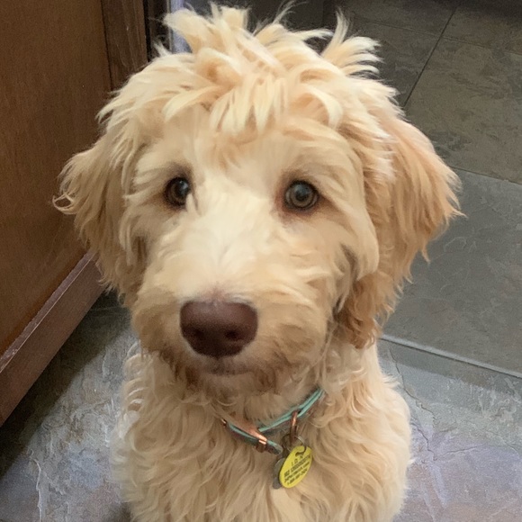 Meet your Posher, Victoria - Picture 1 of 1